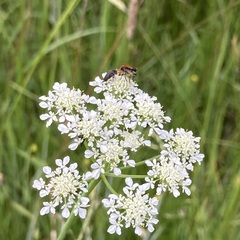 Oenanthe peucedanifolia
