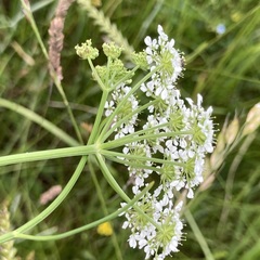 Oenanthe peucedanifolia