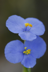 Commelina badamica