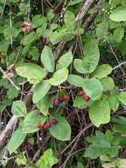 Amelanchier × lamarckii