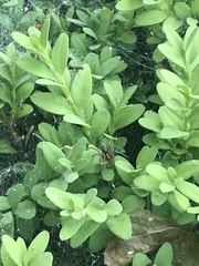 Agelena labyrinthica