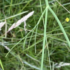 Oenanthe peucedanifolia