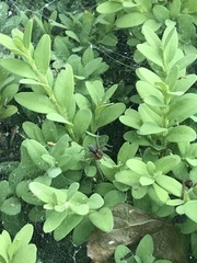 Agelena labyrinthica