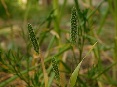 Phleum paniculatum