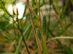 Phleum paniculatum