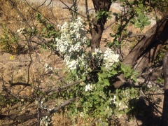 Cystotheca lanestris