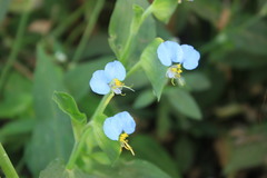 Commelina imberbis