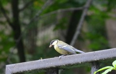 Parus major