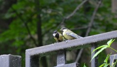 Parus major