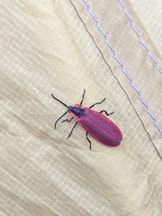 Lycus sanguinipennis