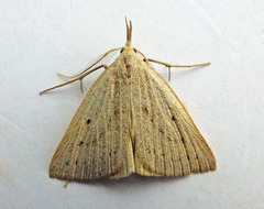 Macrochilo cribrumalis