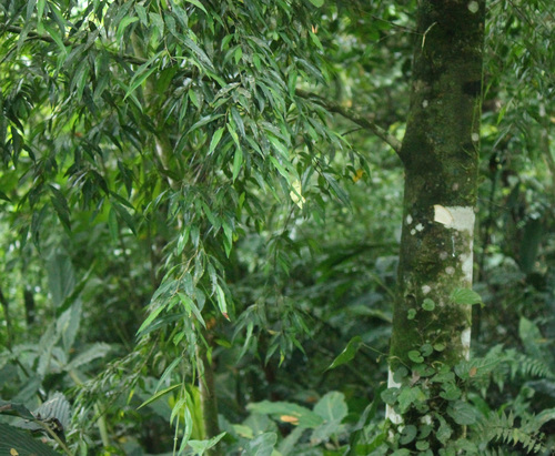 Weeping fig (Ficus celebensis)