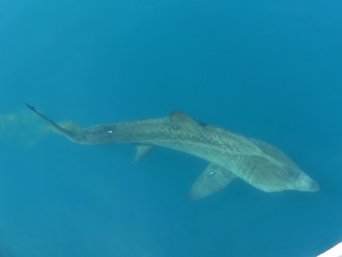 Basking shark (Cetorhinus maximus) — Cetorhinidae — 4