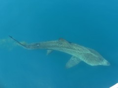 Basking Shark photo 5