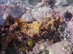 Mesophyllum lichenoides