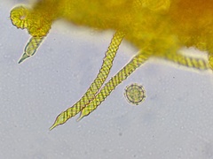 Oligonema affine