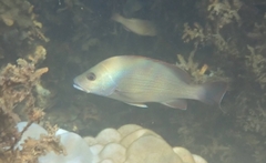 Lutjanus lemniscatus