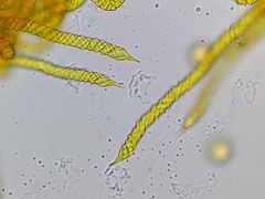 Oligonema affine