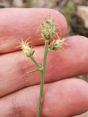 Centaurea parviflora