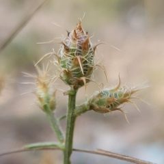 Centaurea parviflora