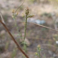 Centaurea parviflora