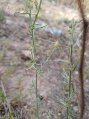 Centaurea parviflora
