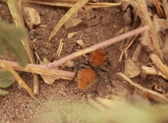 Dasymutilla stevensi