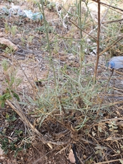 Centaurea parviflora