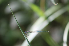 Platycnemis pennipes