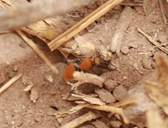 Dasymutilla stevensi