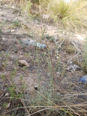 Centaurea parviflora