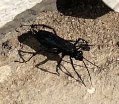 Batozonellus fuliginosus