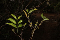 Salacia chinensis