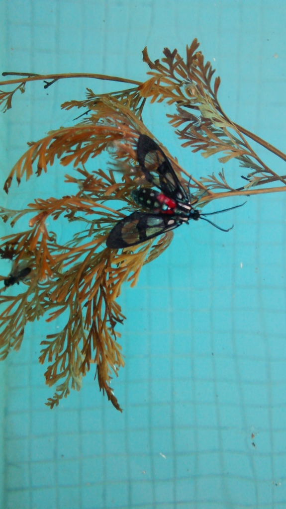 Poecilosoma eone