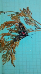 Poecilosoma eone