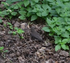 Turdus merula
