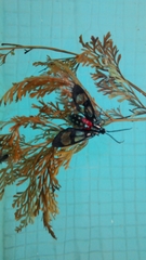 Poecilosoma eone
