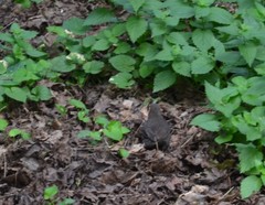 Turdus merula