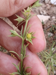 Teucrium pseudochamaepitys