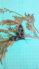 Poecilosoma eone