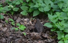 Turdus merula