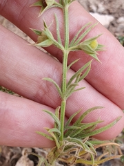 Teucrium pseudochamaepitys
