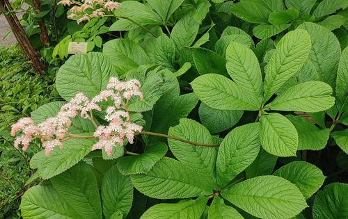 Petit Rodgersia 4