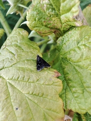 Heliothela