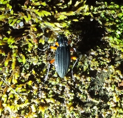 Carabus galicianus