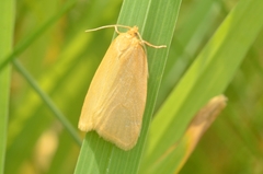 Zelotherses paleana