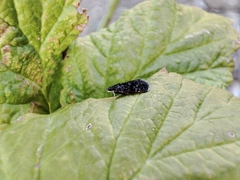Heliothela