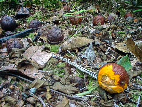 Imagem de Buriti