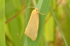 Zelotherses paleana