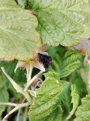 Heliothela